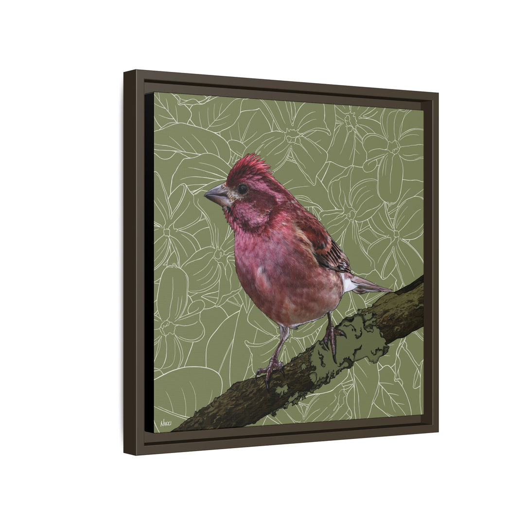 Purple Finch: New Hampshire State Bird — Framed Canvas Print Wall Art