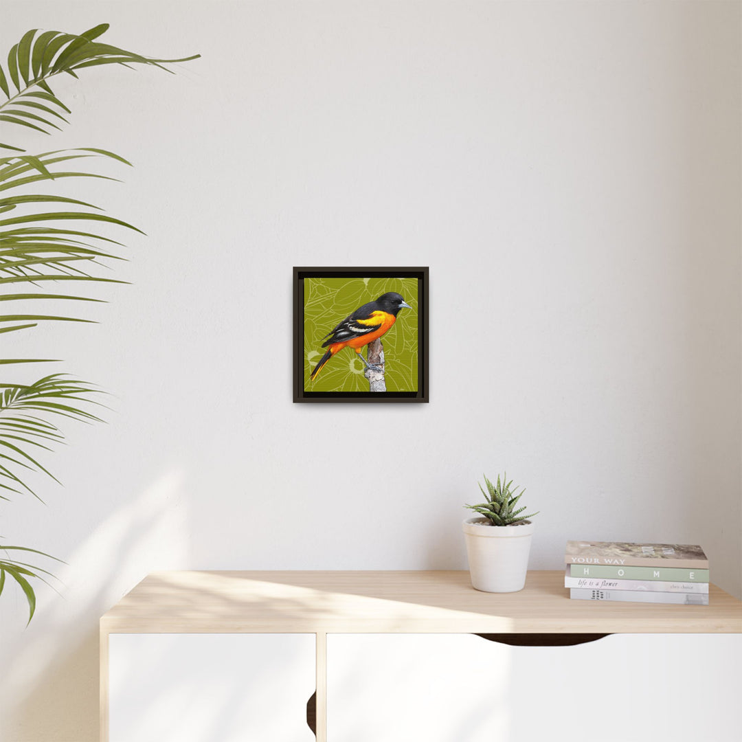 Baltimore Oriole: Maryland State Bird — Framed Canvas Print