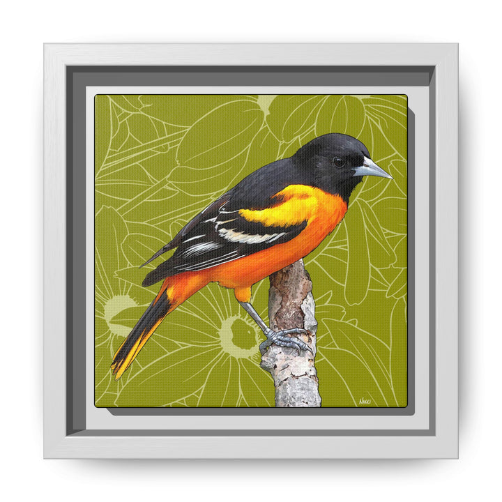 Baltimore Oriole: Maryland State Bird — Framed Canvas Print