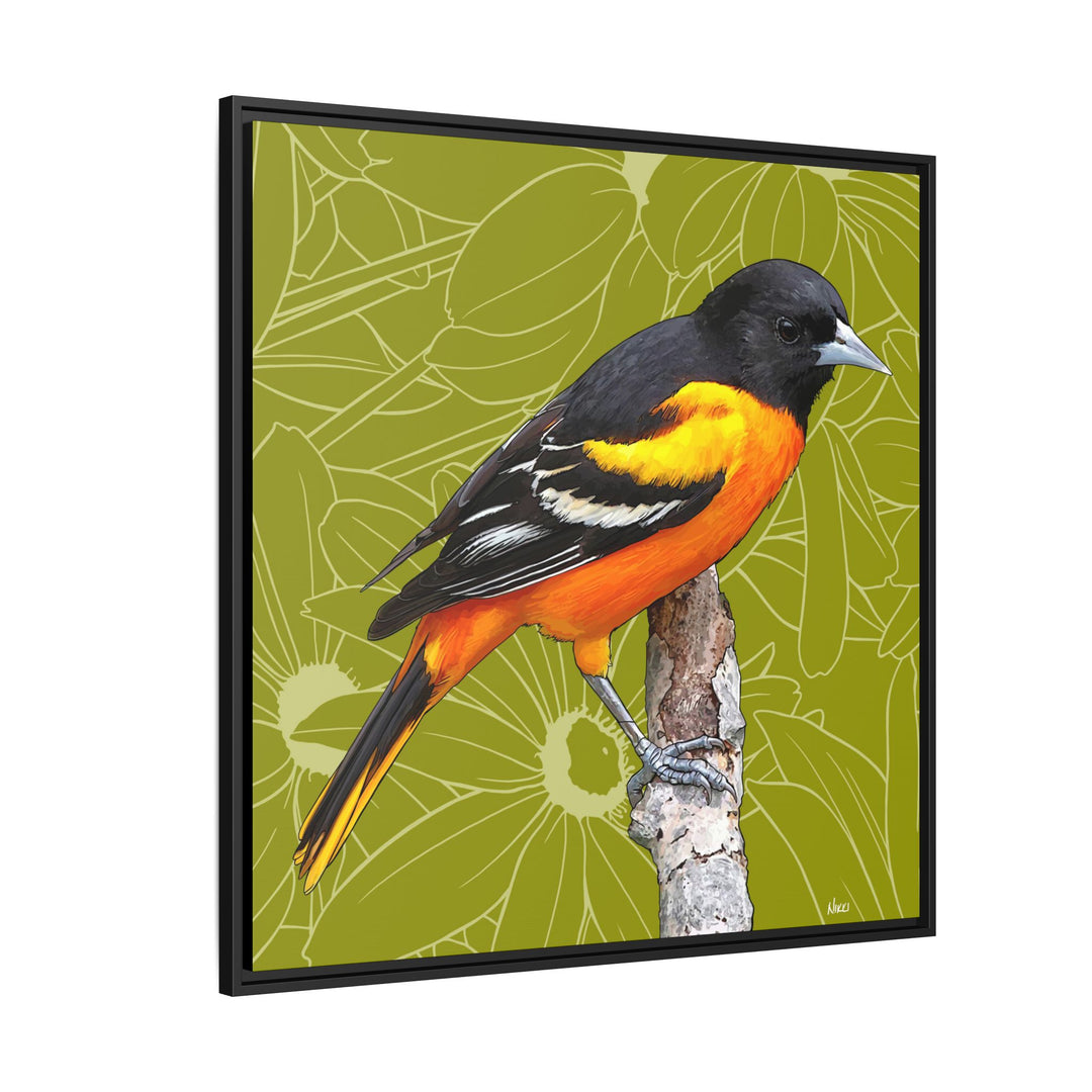 Baltimore Oriole: Maryland State Bird — Framed Canvas Print