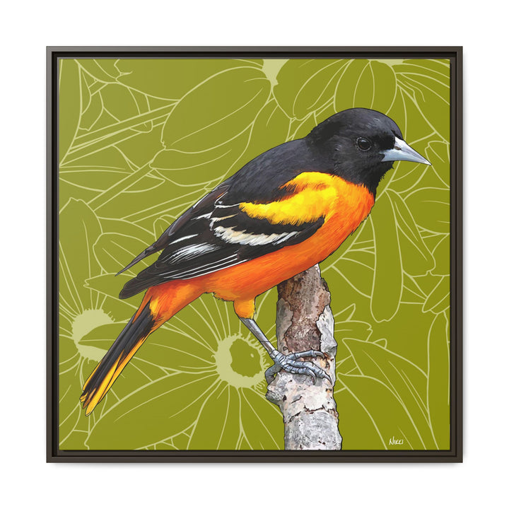 Baltimore Oriole: Maryland State Bird — Framed Canvas Print