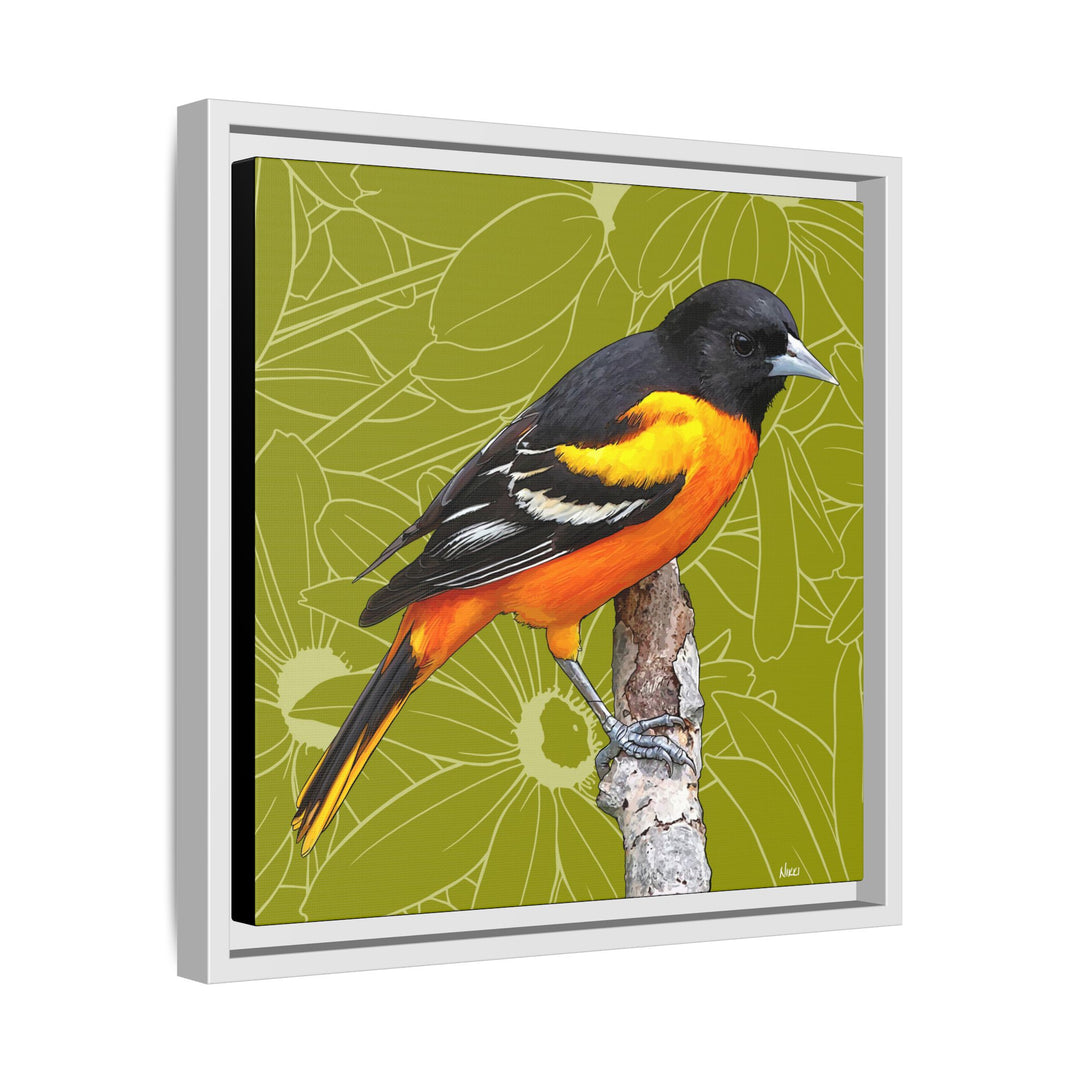 Baltimore Oriole: Maryland State Bird — Framed Canvas Print