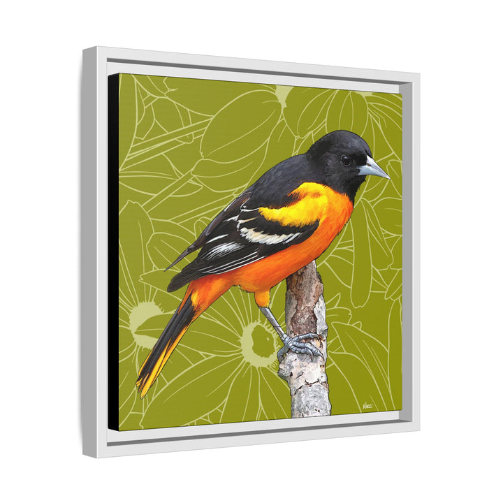 Baltimore Oriole: Maryland State Bird — Framed Canvas Print