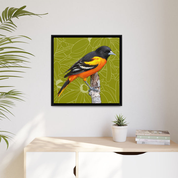 Baltimore Oriole: Maryland State Bird — Framed Canvas Print