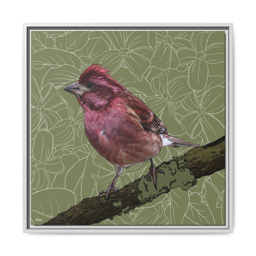 Purple Finch: New Hampshire State Bird — Framed Canvas Print Wall Art