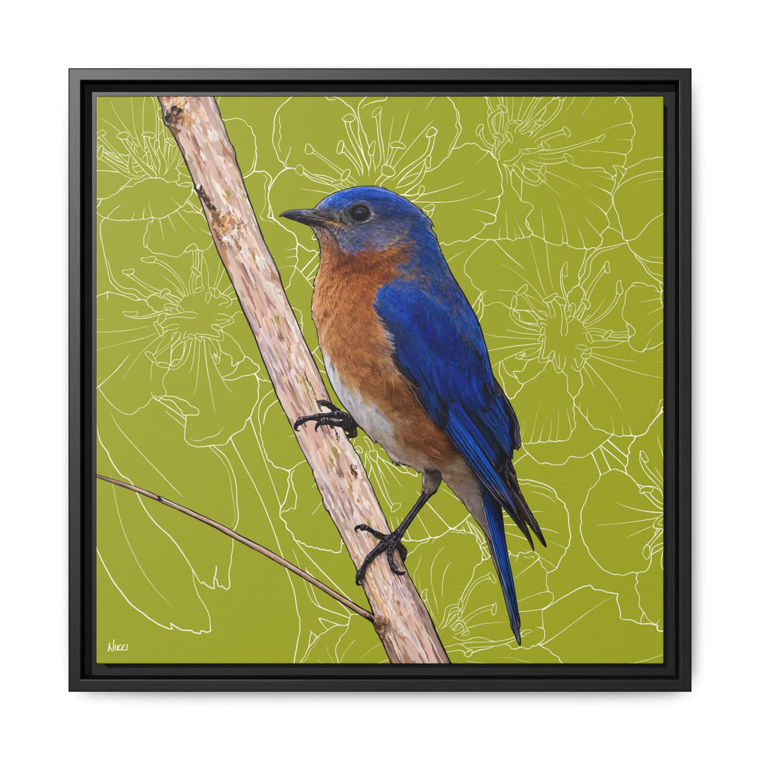 Eastern Bluebird: Missouri State Bird — Framed Canvas Print
