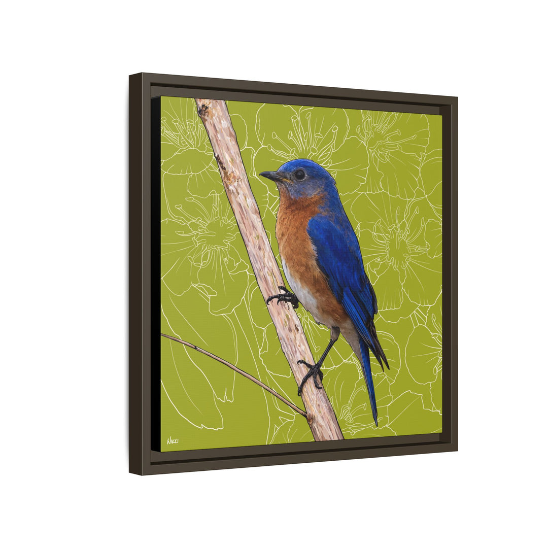 Eastern Bluebird: Missouri State Bird — Framed Canvas Print