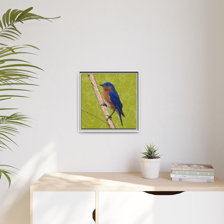 Eastern Bluebird: Missouri State Bird — Framed Canvas Print