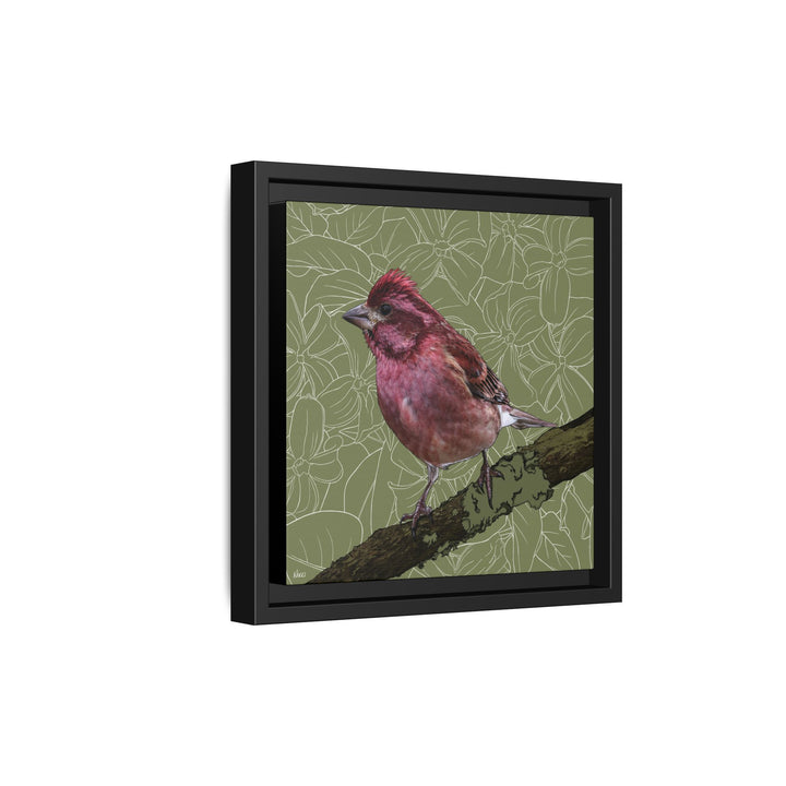 Purple Finch: New Hampshire State Bird — Framed Canvas Print Wall Art