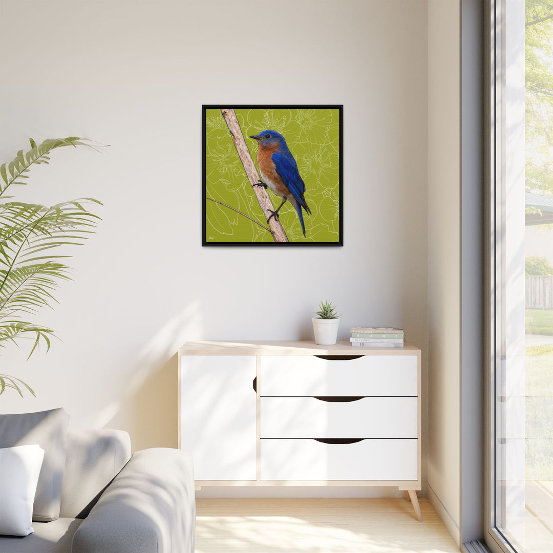 Eastern Bluebird: Missouri State Bird — Framed Canvas Print