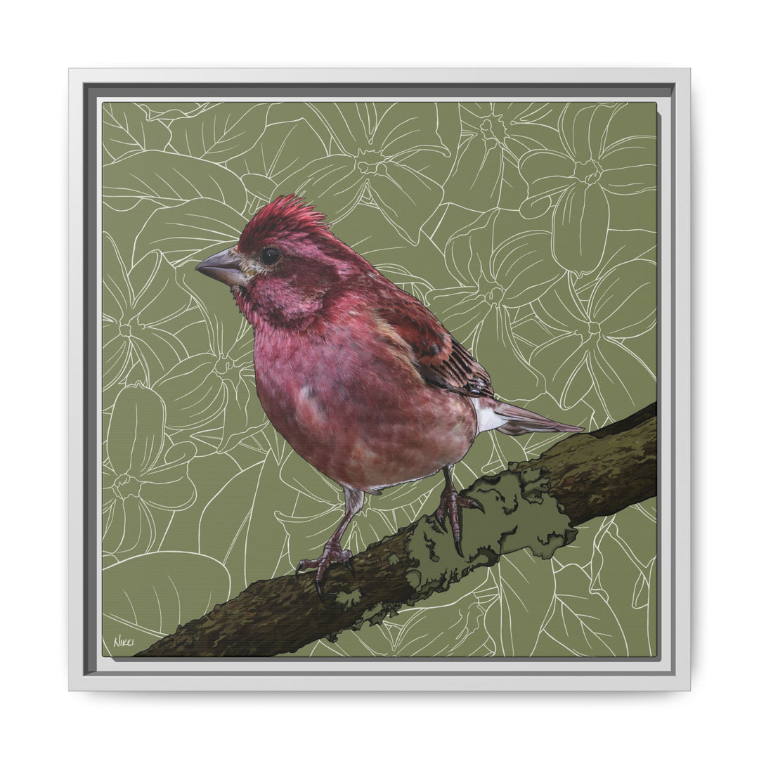 Purple Finch: New Hampshire State Bird — Framed Canvas Print Wall Art
