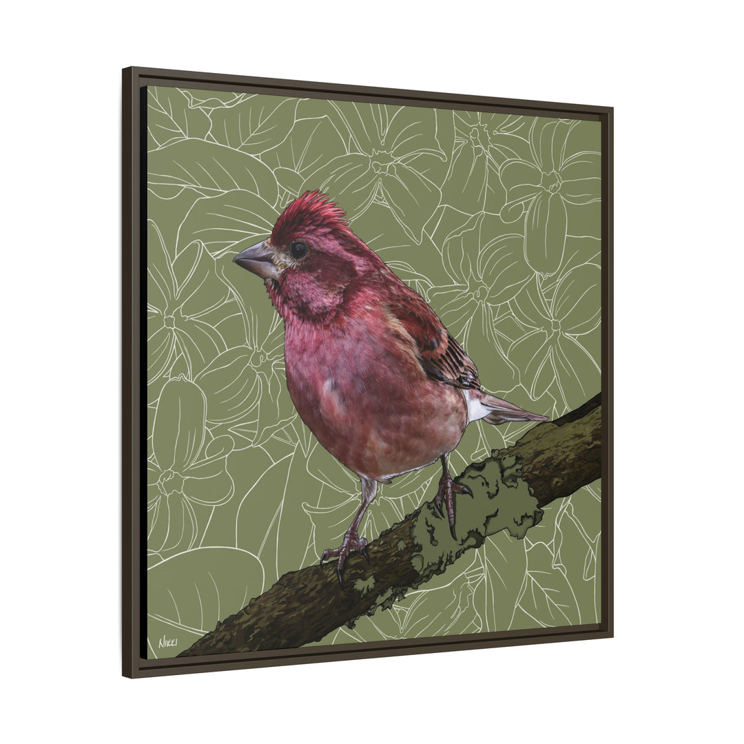 Purple Finch: New Hampshire State Bird — Framed Canvas Print Wall Art
