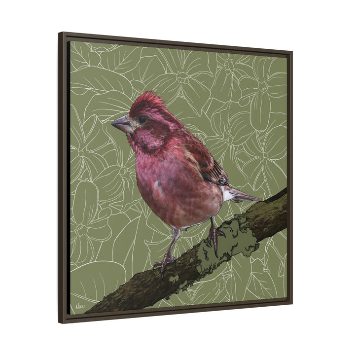 Purple Finch: New Hampshire State Bird — Framed Canvas Print Wall Art