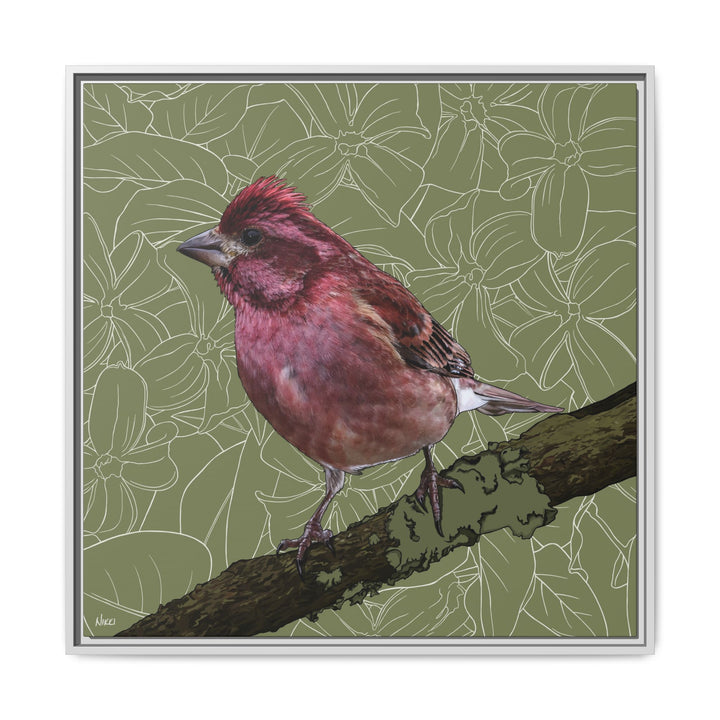 Purple Finch: New Hampshire State Bird — Framed Canvas Print Wall Art