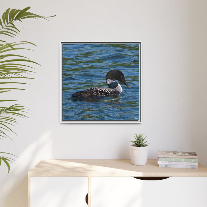 Common Loon: Minnesota State Bird — Framed Canvas Print Wall Art