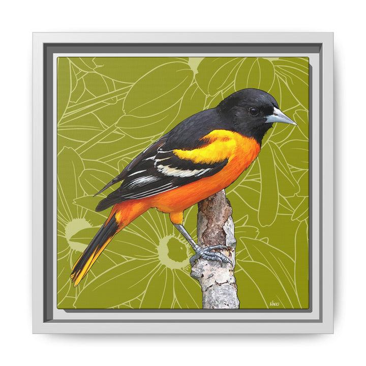 Baltimore Oriole: Maryland State Bird — Framed Canvas Print