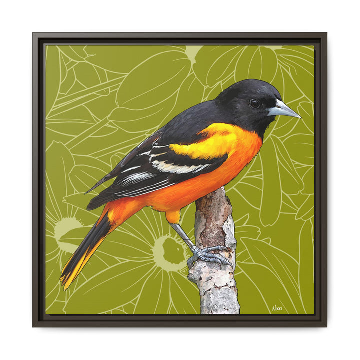 Baltimore Oriole: Maryland State Bird — Framed Canvas Print