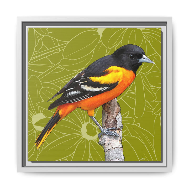 Baltimore Oriole: Maryland State Bird — Framed Canvas Print