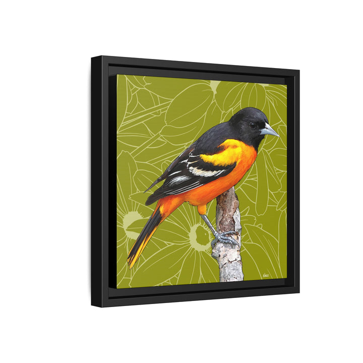 Baltimore Oriole: Maryland State Bird — Framed Canvas Print