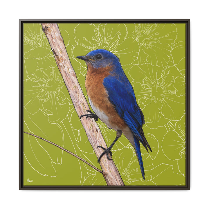 Eastern Bluebird: Missouri State Bird — Framed Canvas Print