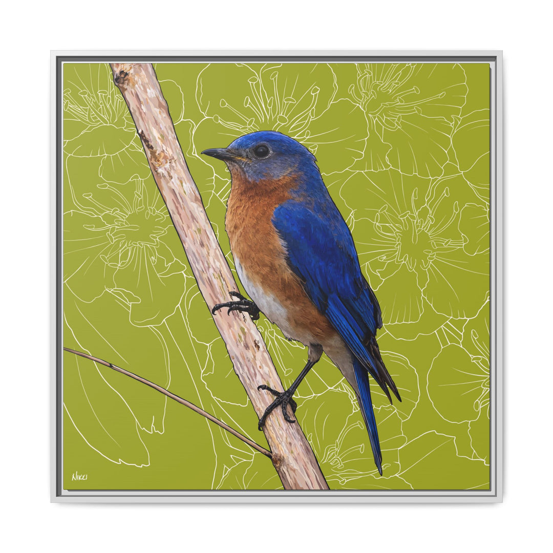 Eastern Bluebird: Missouri State Bird — Framed Canvas Print