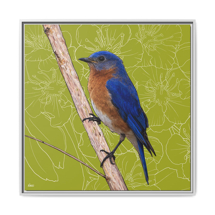 Eastern Bluebird: Missouri State Bird — Framed Canvas Print