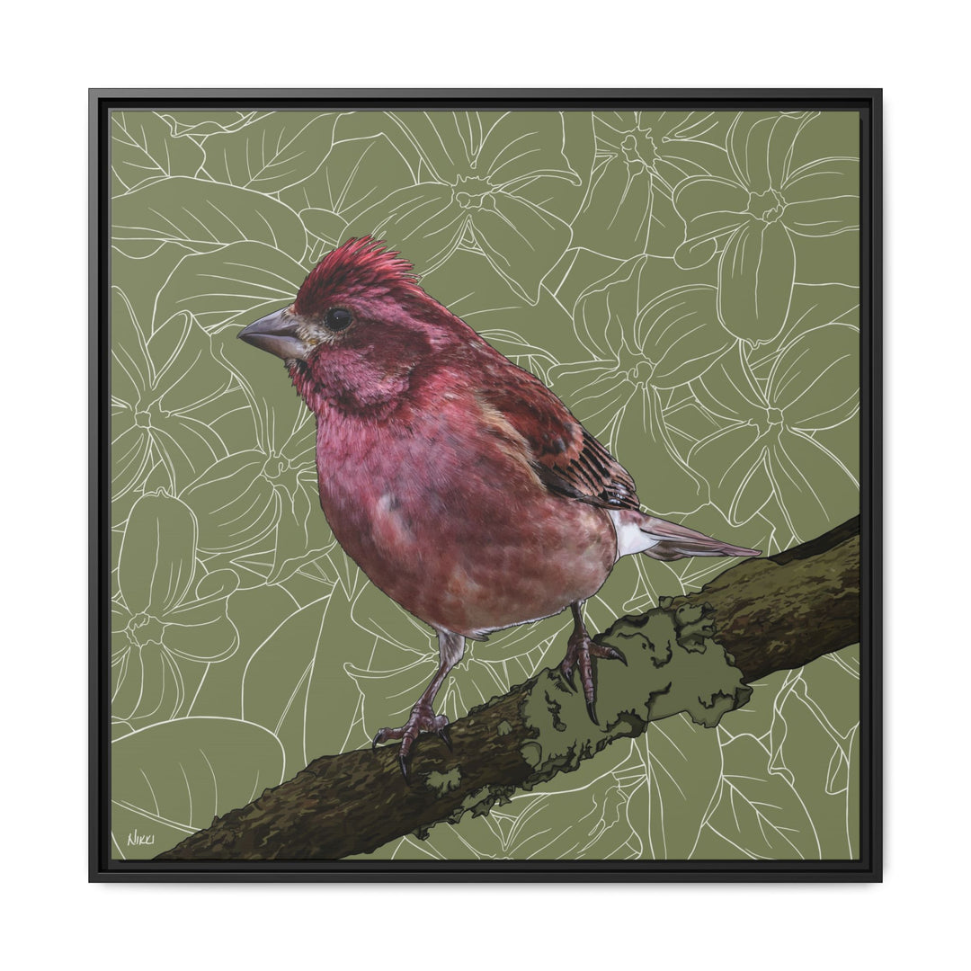 Purple Finch: New Hampshire State Bird — Framed Canvas Print Wall Art