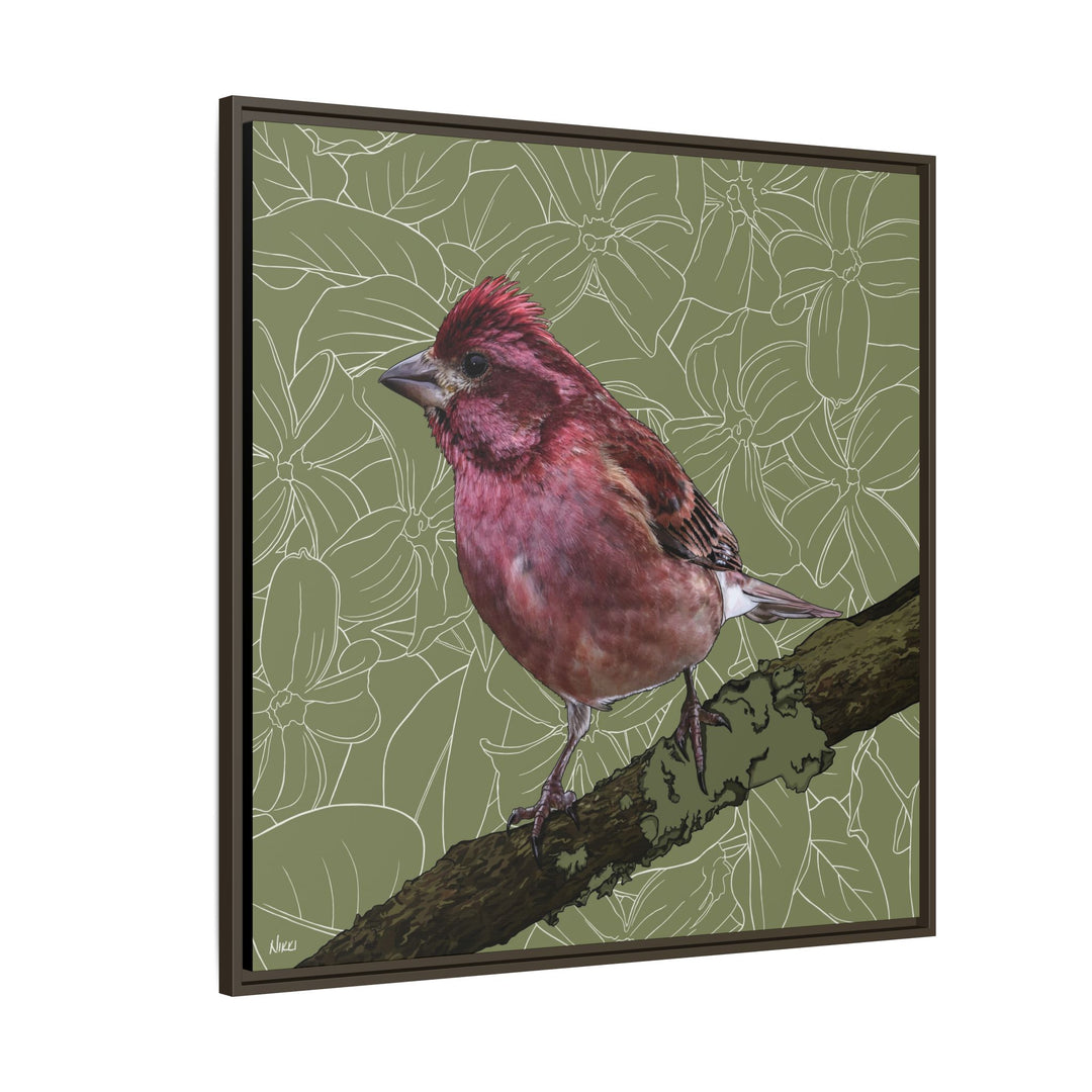 Purple Finch: New Hampshire State Bird — Framed Canvas Print Wall Art
