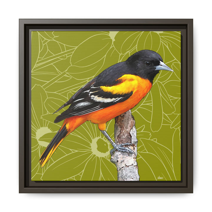 Baltimore Oriole: Maryland State Bird — Framed Canvas Print