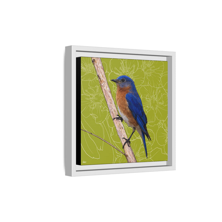 Eastern Bluebird: Missouri State Bird — Framed Canvas Print