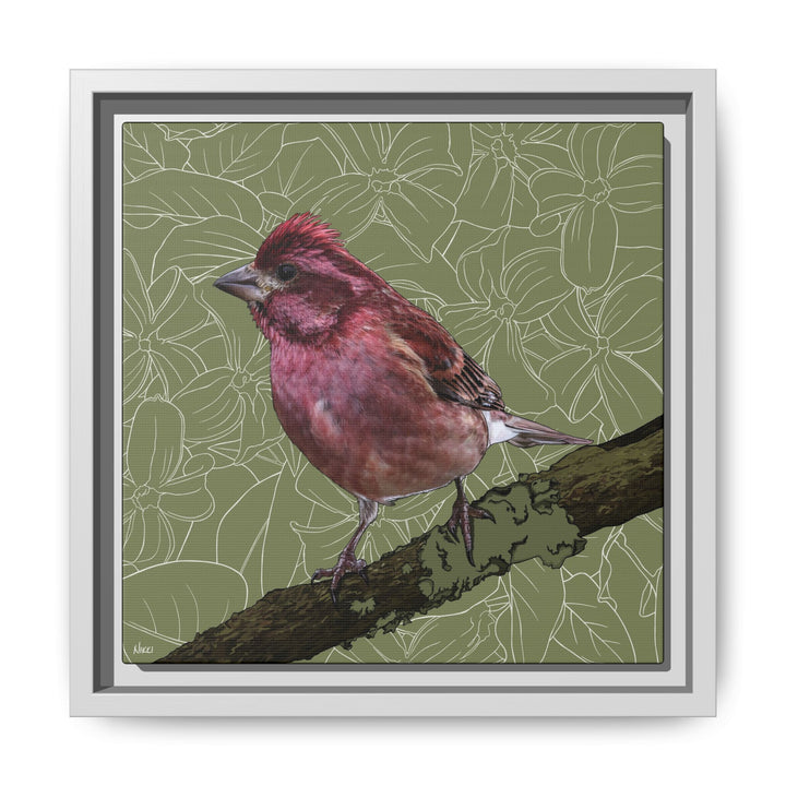 Purple Finch: New Hampshire State Bird — Framed Canvas Print Wall Art