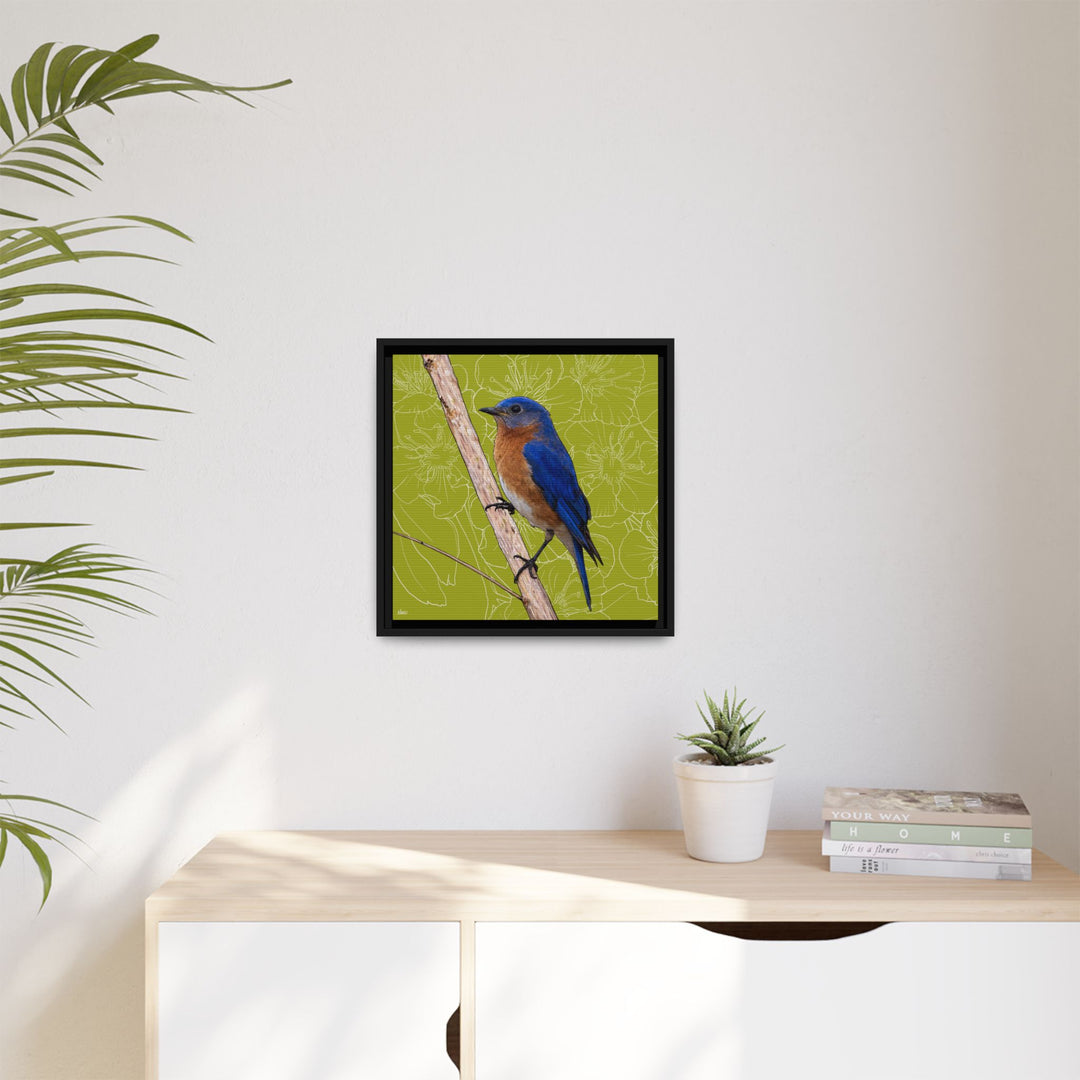 Eastern Bluebird: Missouri State Bird — Framed Canvas Print