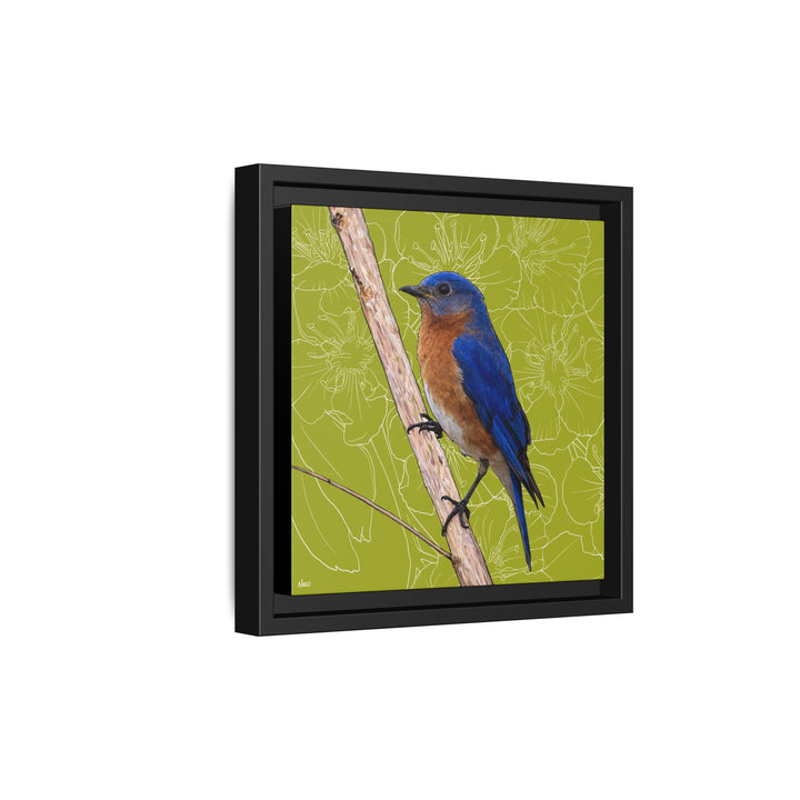 Eastern Bluebird: Missouri State Bird — Framed Canvas Print