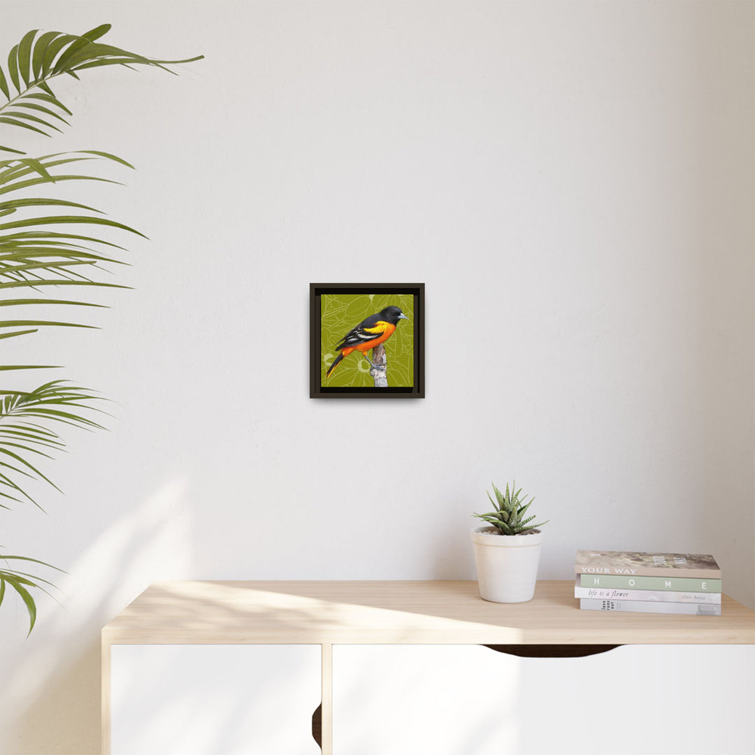Baltimore Oriole: Maryland State Bird — Framed Canvas Print