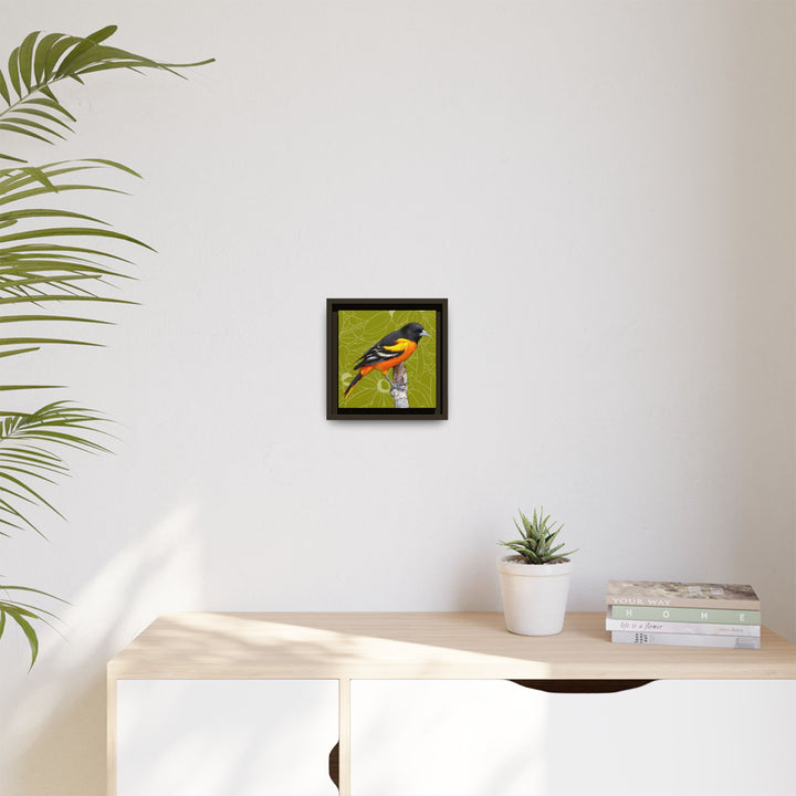 Baltimore Oriole: Maryland State Bird — Framed Canvas Print