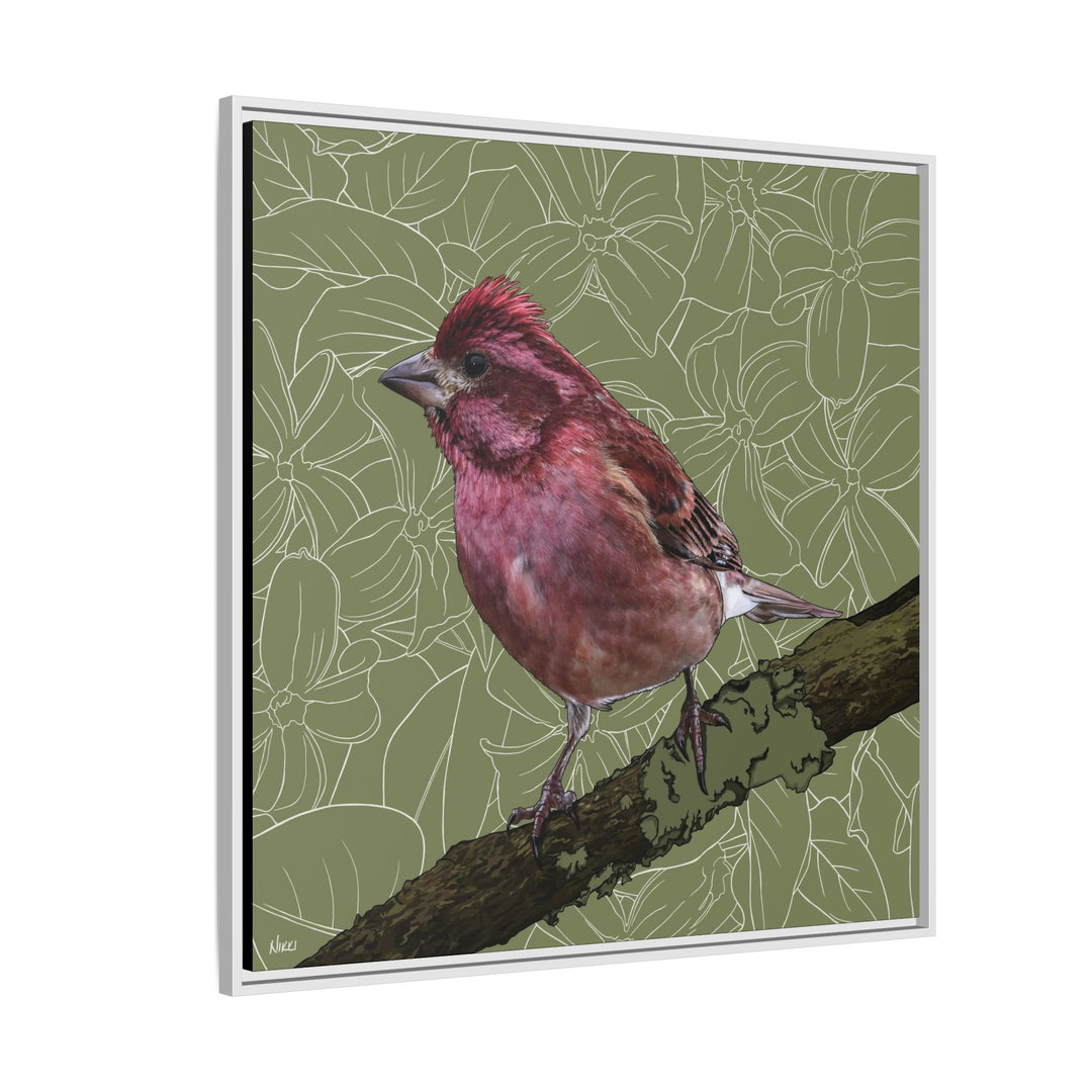 Purple Finch: New Hampshire State Bird — Framed Canvas Print Wall Art