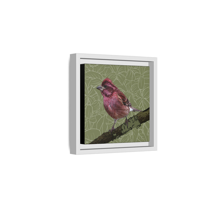 Purple Finch: New Hampshire State Bird — Framed Canvas Print Wall Art