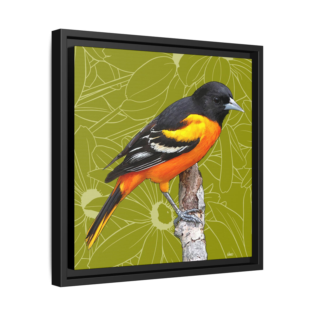 Baltimore Oriole: Maryland State Bird — Framed Canvas Print