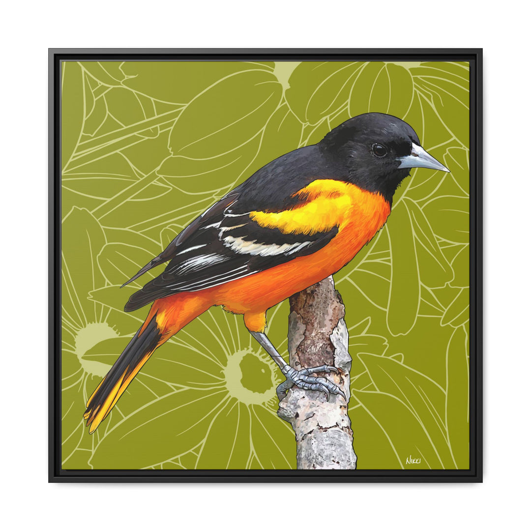Baltimore Oriole: Maryland State Bird — Framed Canvas Print