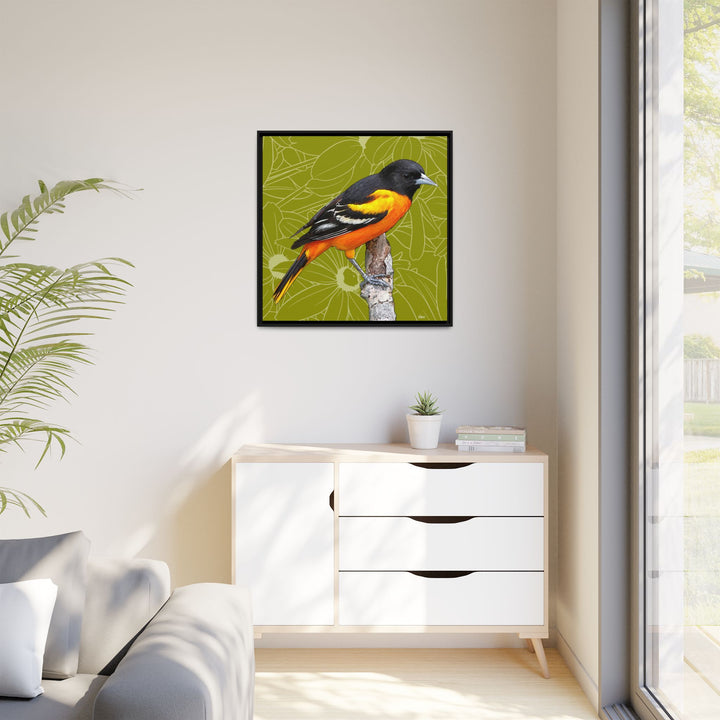 Baltimore Oriole: Maryland State Bird — Framed Canvas Print