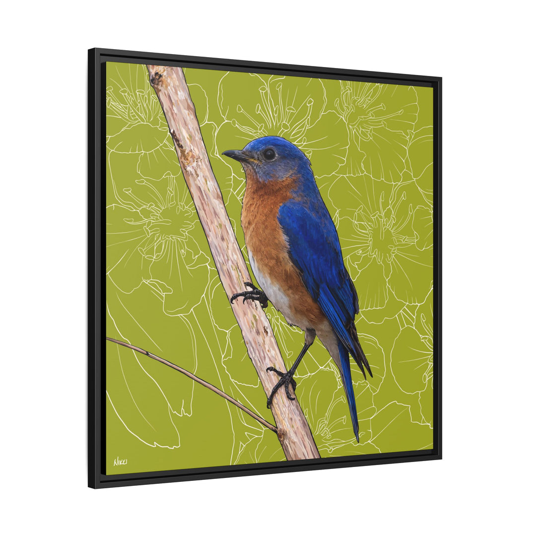 Eastern Bluebird: Missouri State Bird — Framed Canvas Print