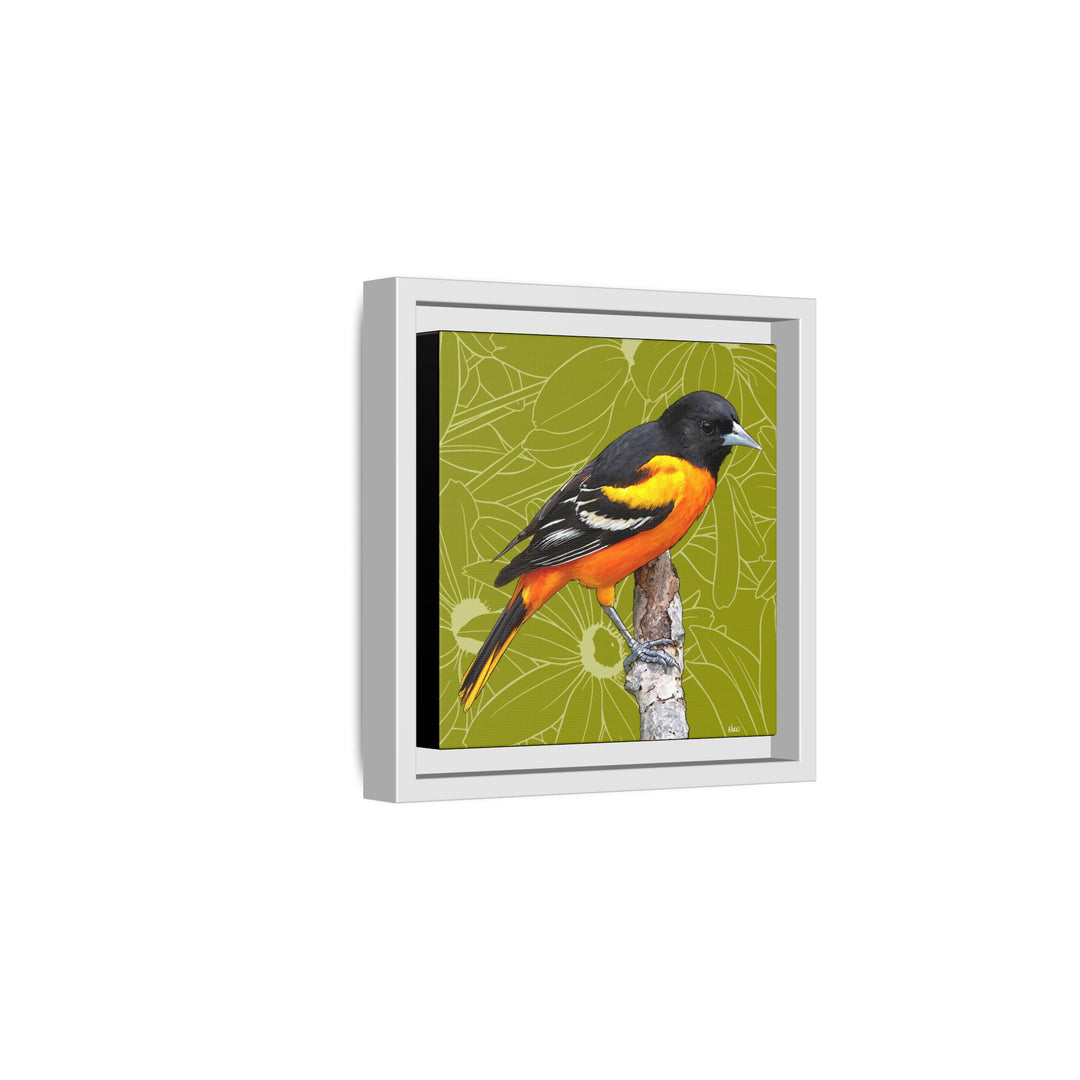 Baltimore Oriole: Maryland State Bird — Framed Canvas Print