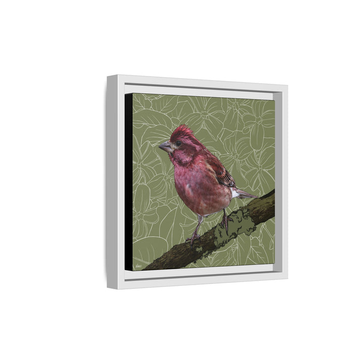 Purple Finch: New Hampshire State Bird — Framed Canvas Print Wall Art