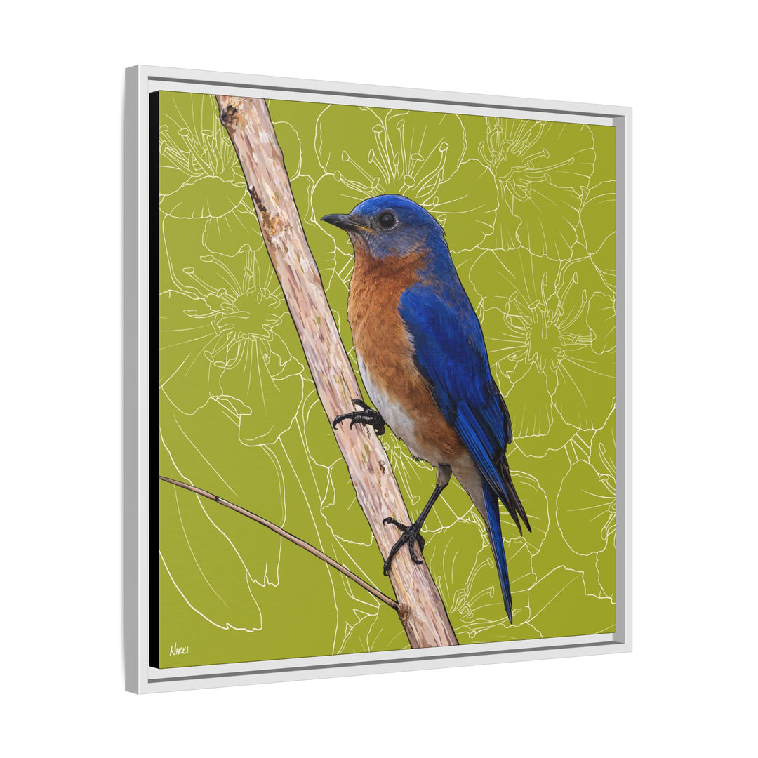 Eastern Bluebird: Missouri State Bird — Framed Canvas Print