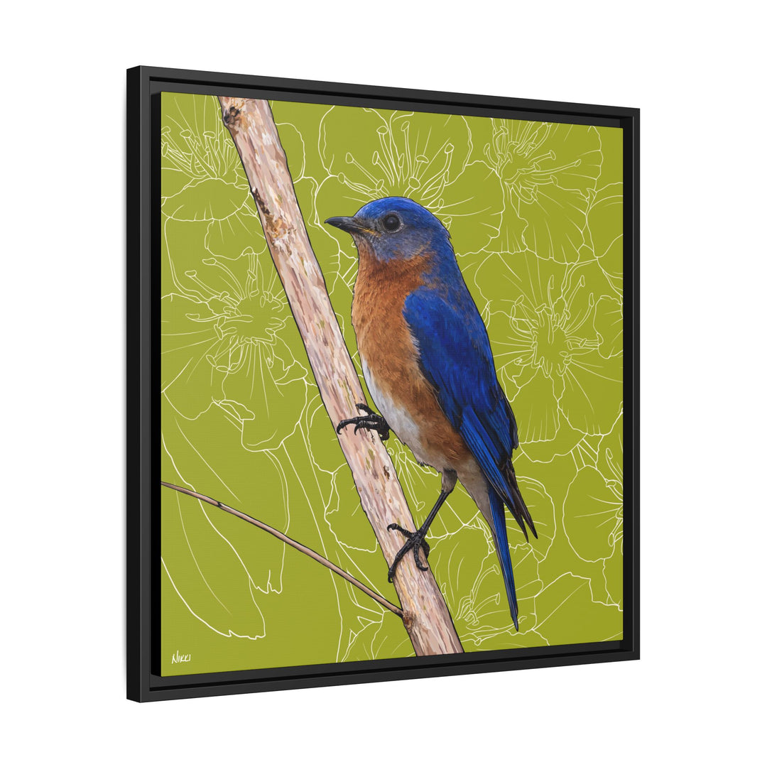 Eastern Bluebird: Missouri State Bird — Framed Canvas Print